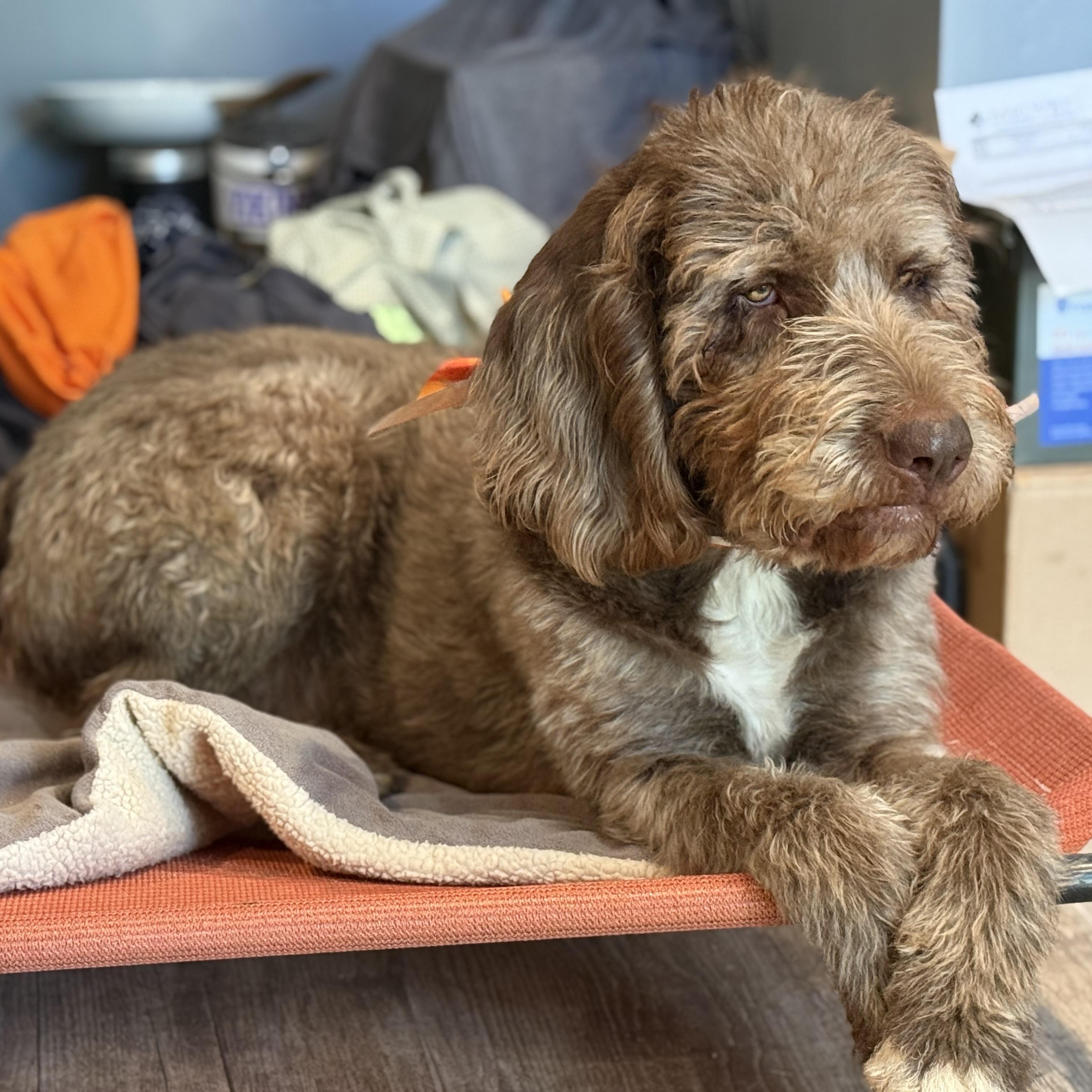 Clyde, a Adoptable mixed breed in Park City, UT image 4/6