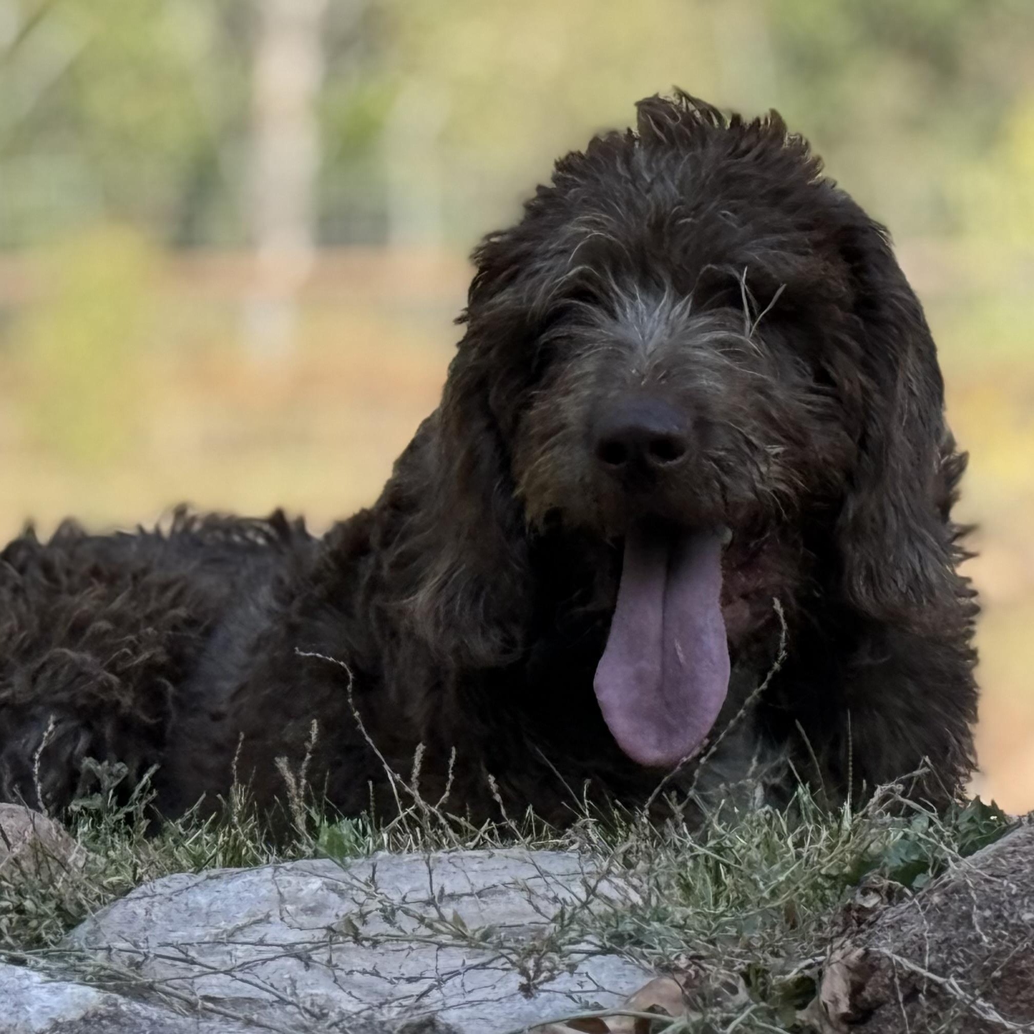 Clyde, an adoptable Bloodhound, Poodle in Park City, UT, 84098 | Photo Image 1