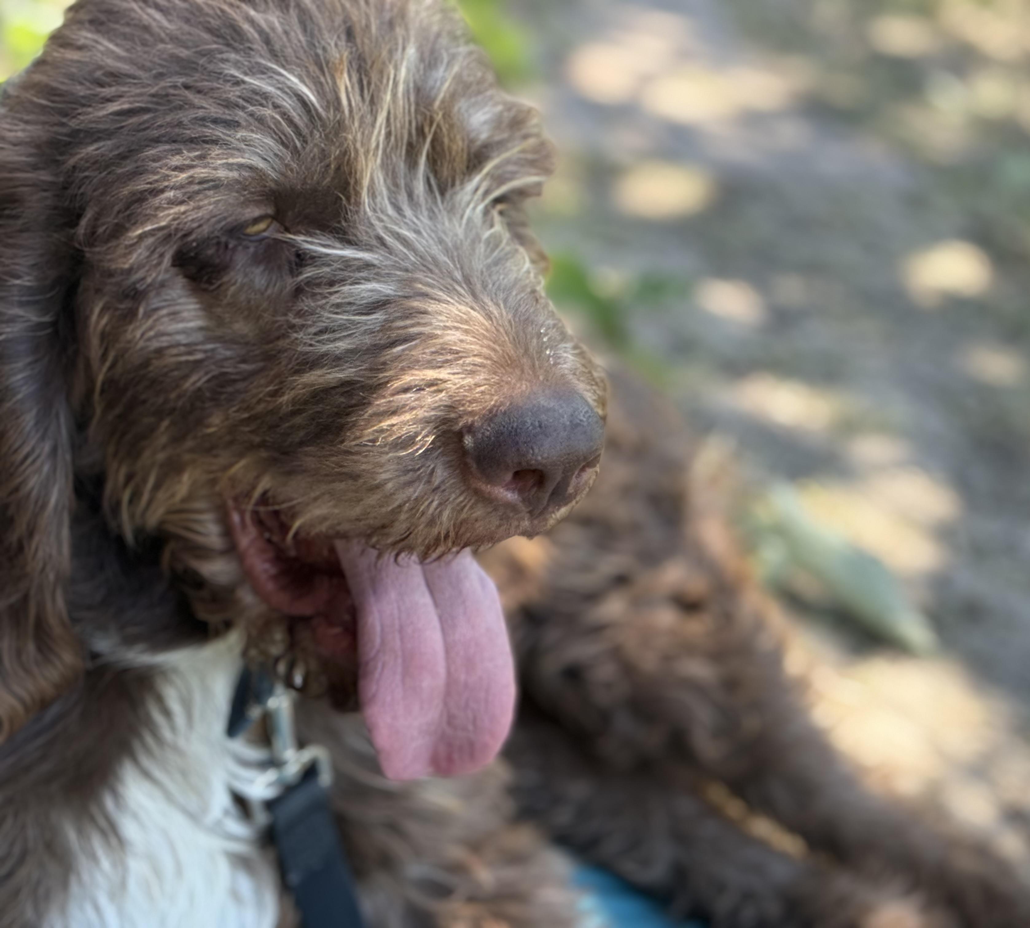 Clyde, an adoptable Bloodhound, Poodle in Park City, UT, 84098 | Photo Image 6