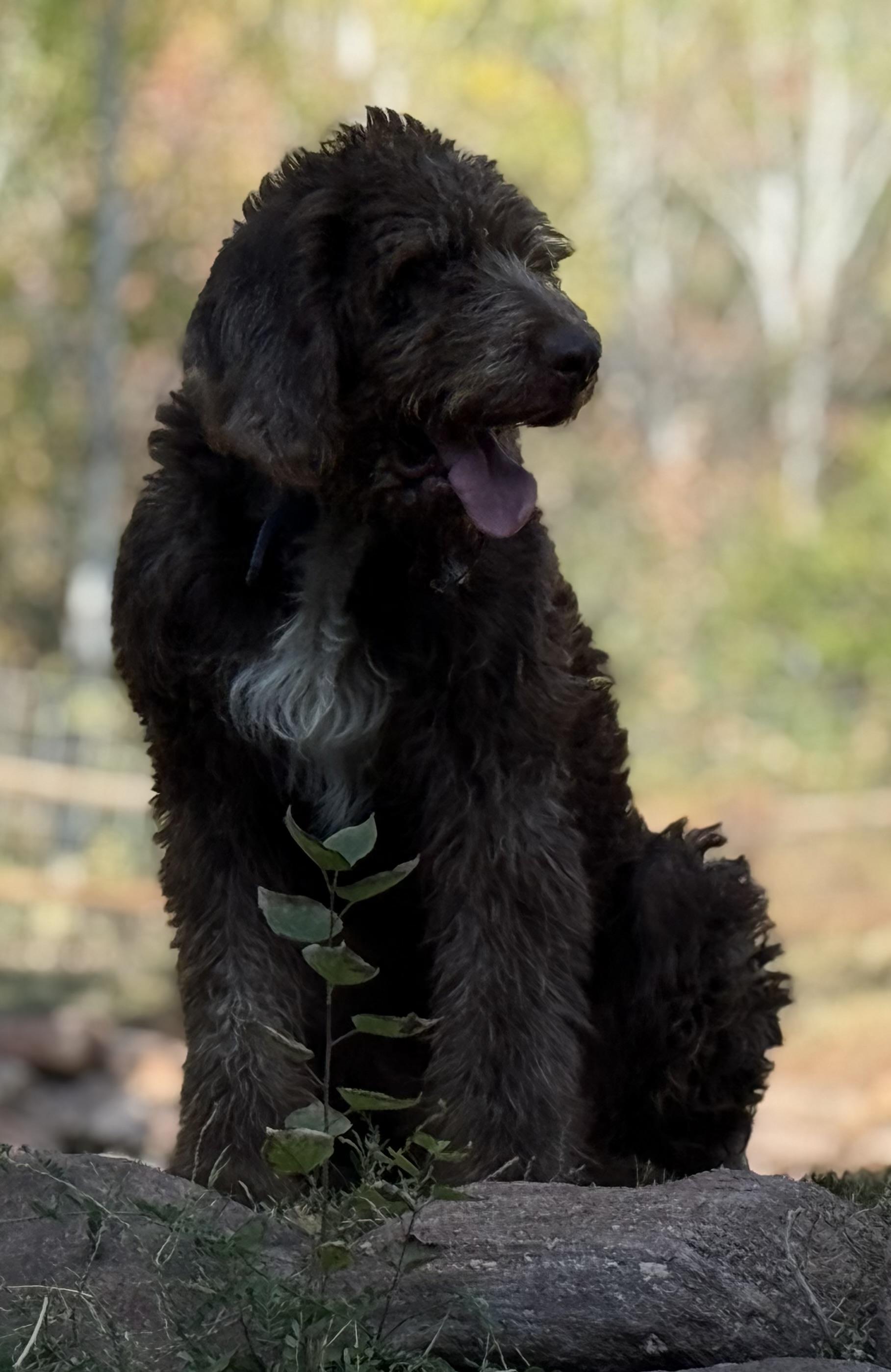 Clyde, an adoptable Bloodhound, Poodle in Park City, UT, 84098 | Photo Image 3