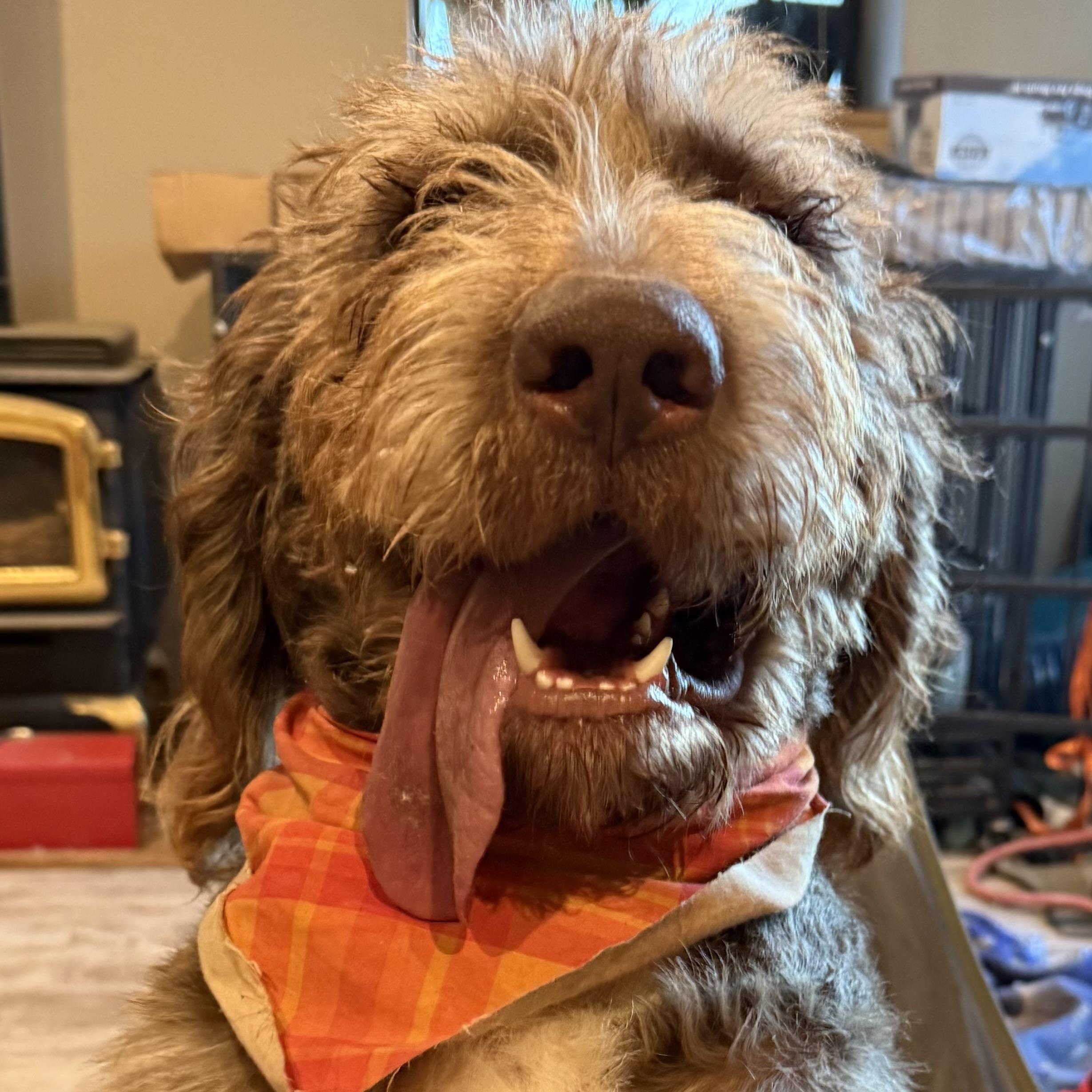 Clyde, Adoptable, Young Male Sheepadoodle & Bloodhound.