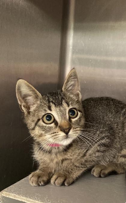 Enlarge Ricochet, a Adoptable Domestic Short Hair in Picayune, MS image 1/2