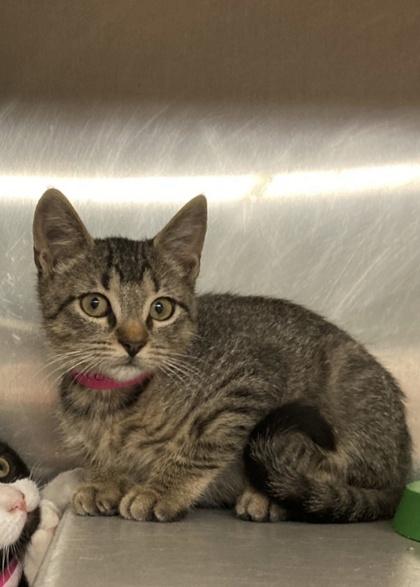 Ricochet, Adoptable, Kitten Female Domestic Short Hair & Domestic Short Hair.