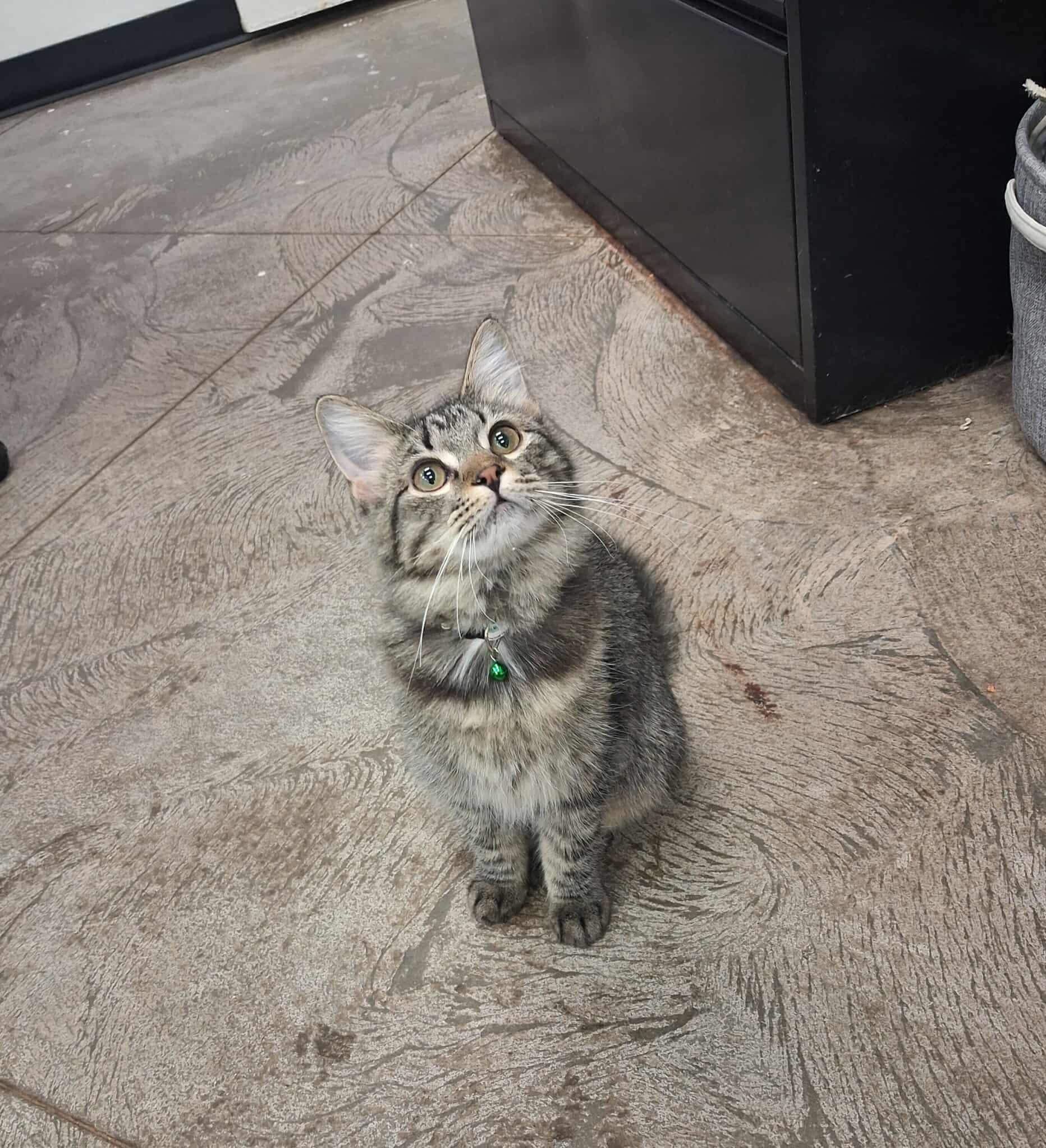 Ricky, Adoptable, Young Male Domestic Medium Hair.