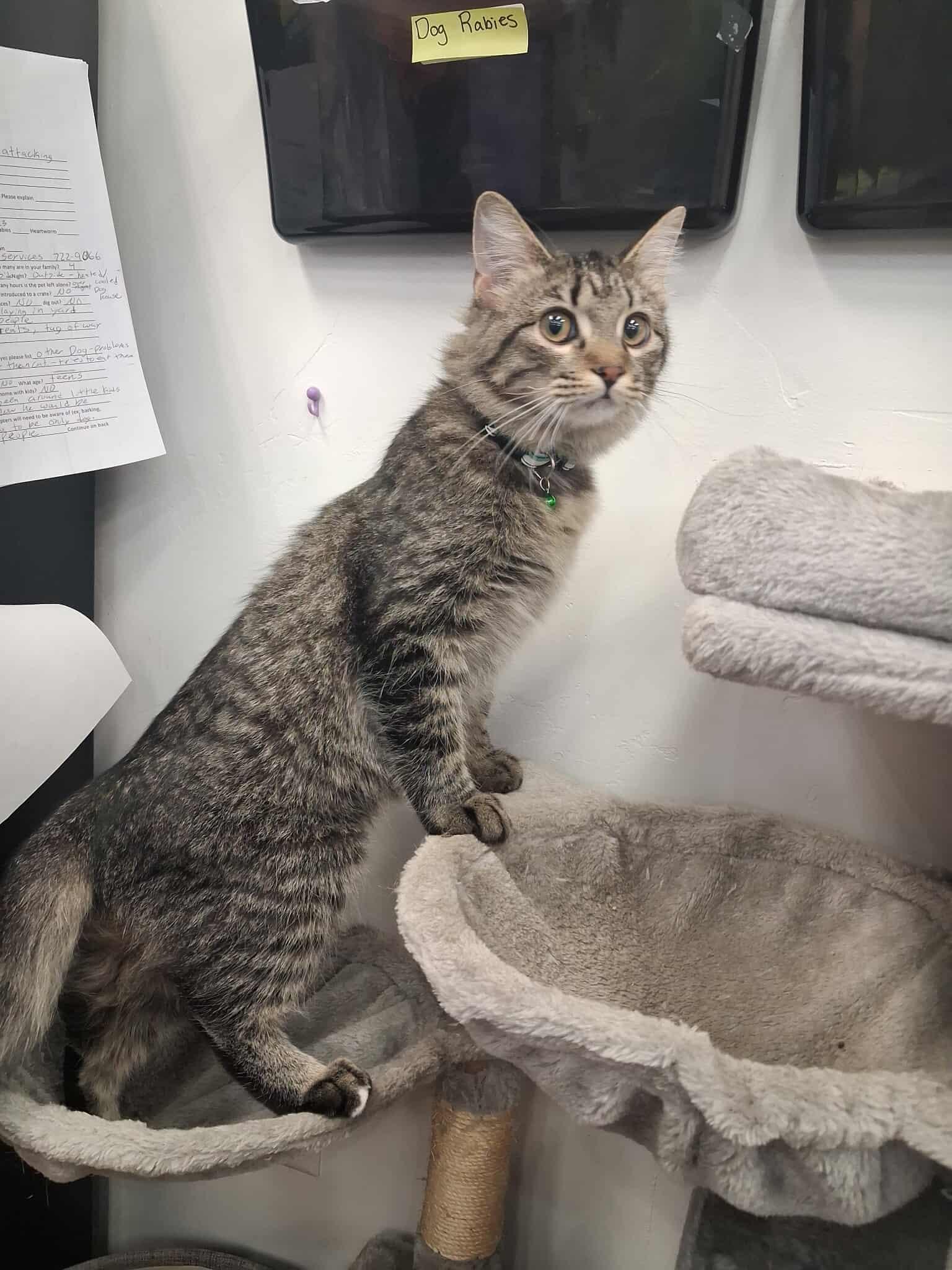 Enlarge Ricky, an adopted Domestic Medium Hair in Roosevelt, UT image 2/2