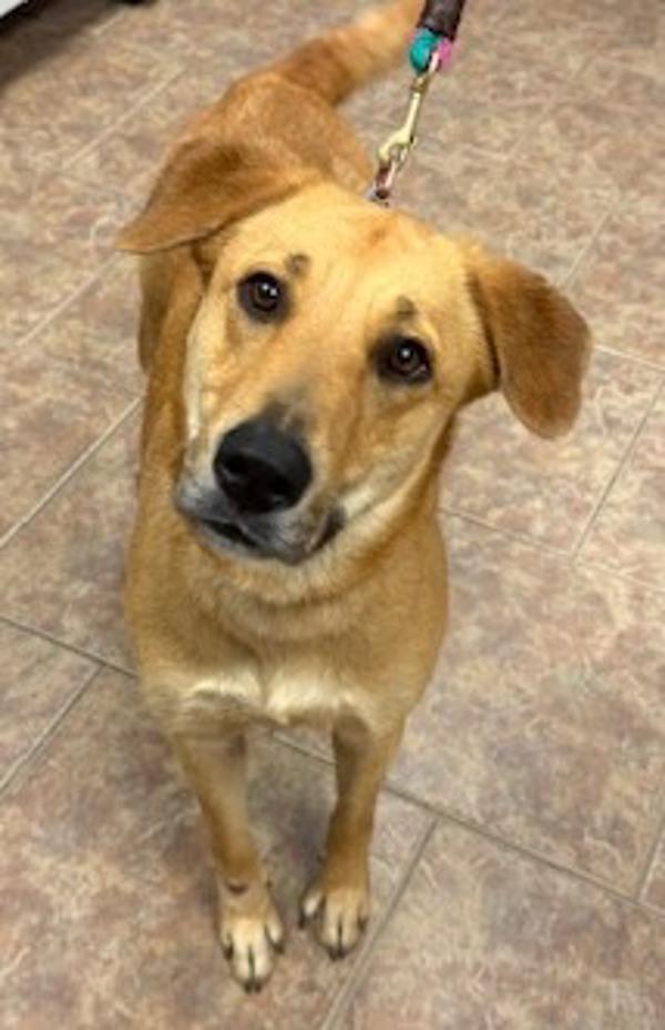 Nova, Adoptable, Adult Female Labrador Retriever & Shepherd.