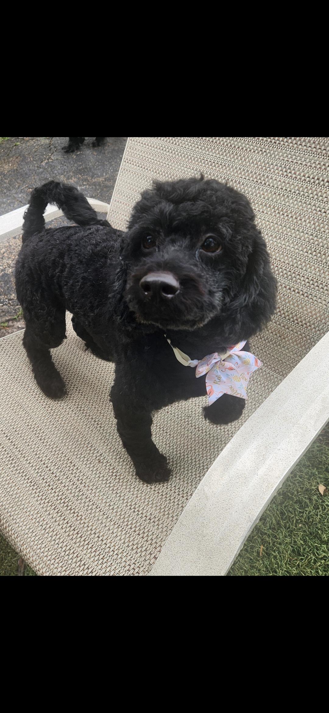 Enlarge Coco, a Adopted Cockapoo in Miami, FL image 1/2