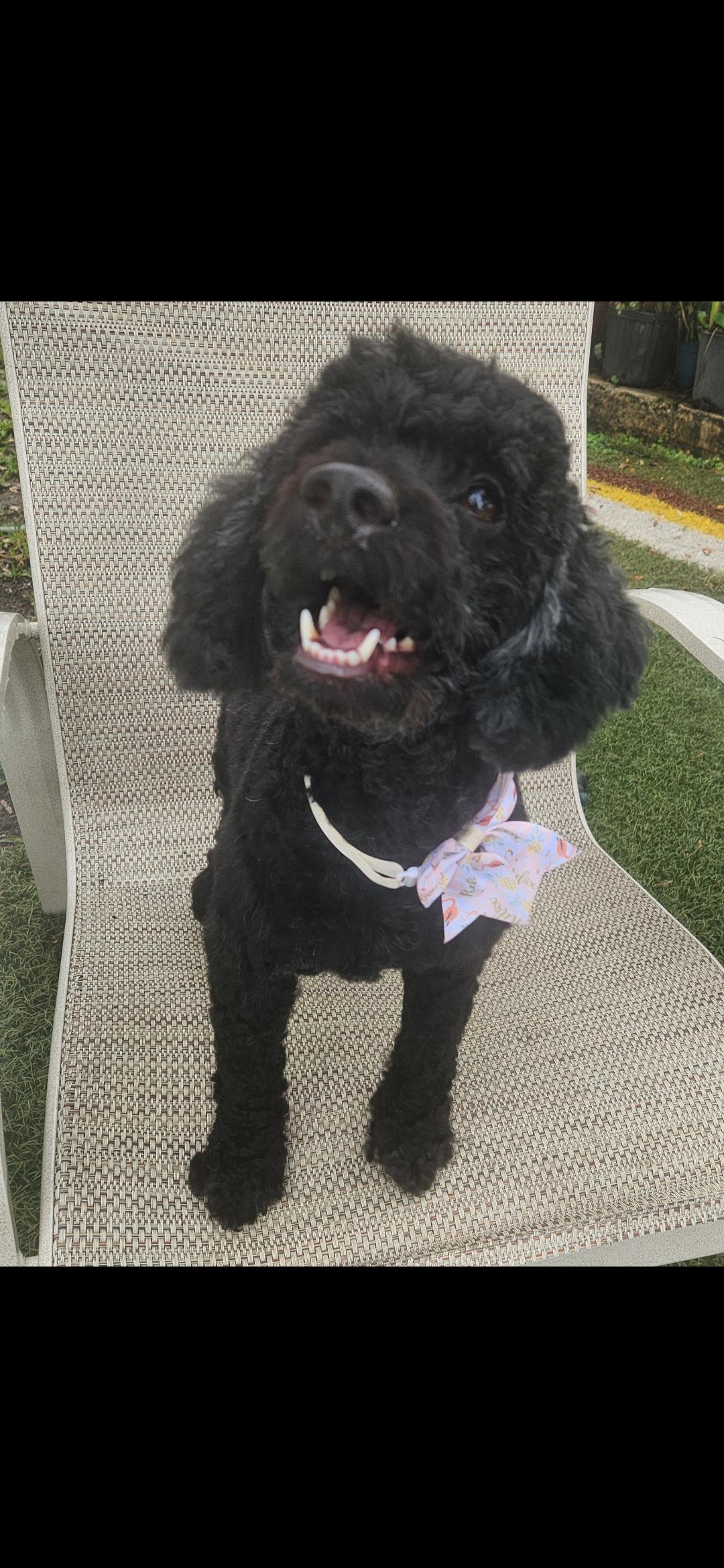 Enlarge Coco, a Adopted Cockapoo in Miami, FL image 2/2