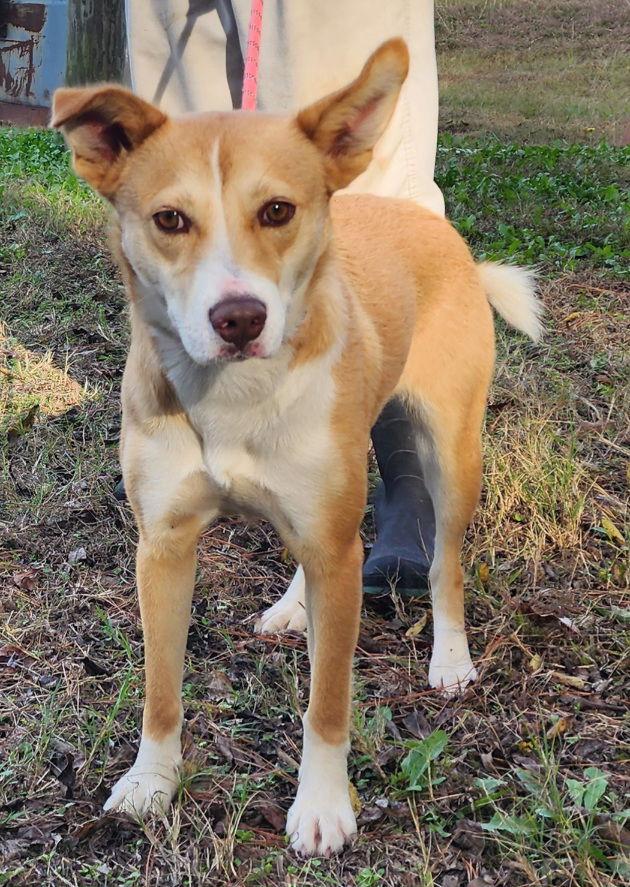 Enlarge 251824  Ruby, a Adoptable mixed breed in Wetumpka, AL image 1/3