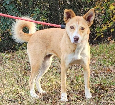 Enlarge 251824  Ruby, a Adoptable mixed breed in Wetumpka, AL image 2/3