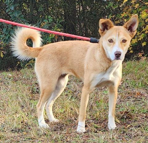 Enlarge 251824  Ruby, a Adoptable mixed breed in Wetumpka, AL image 3/3