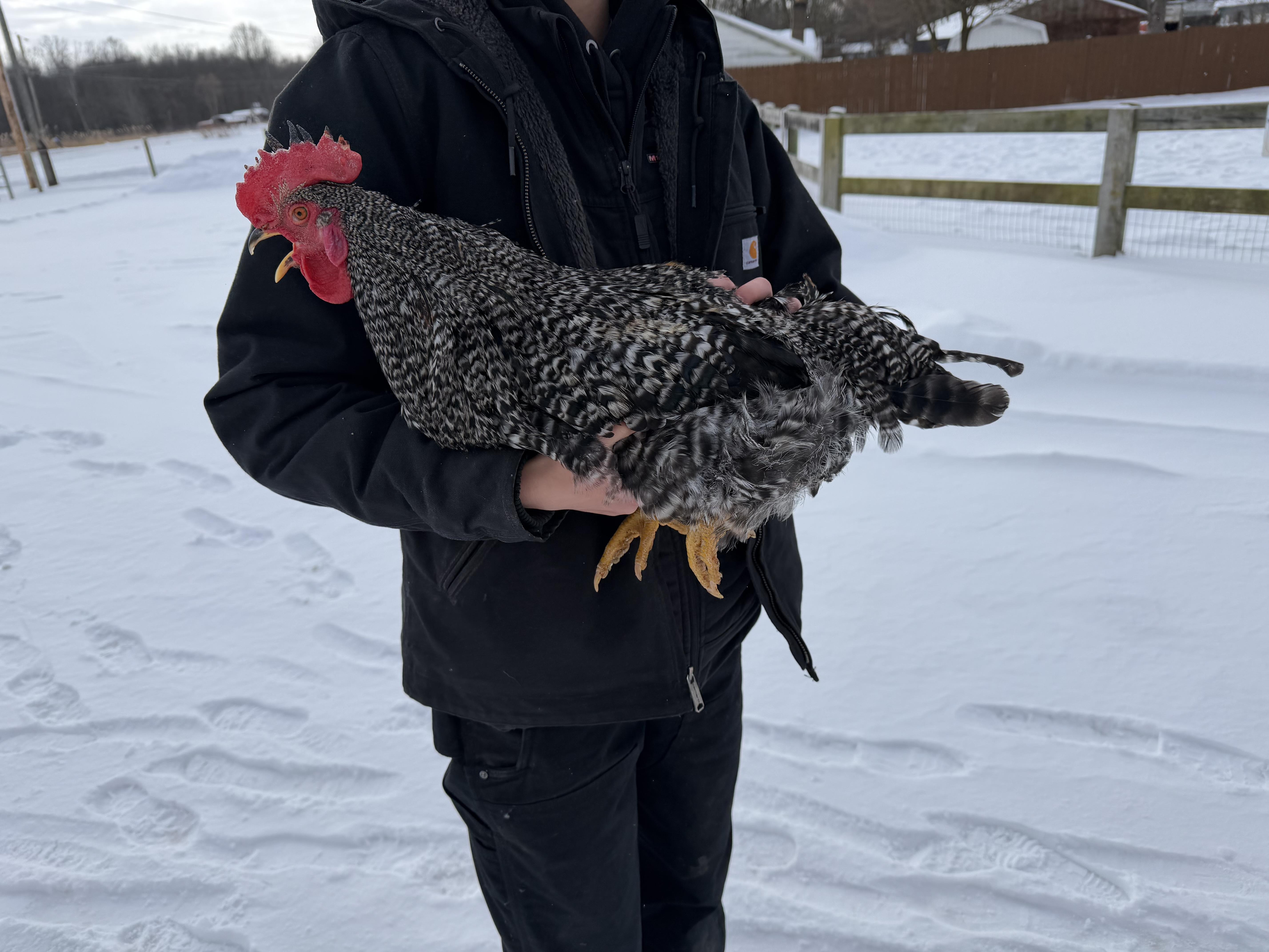 Scott Weiland, a Adoptable Chicken in Ravenna, OH image 1/3