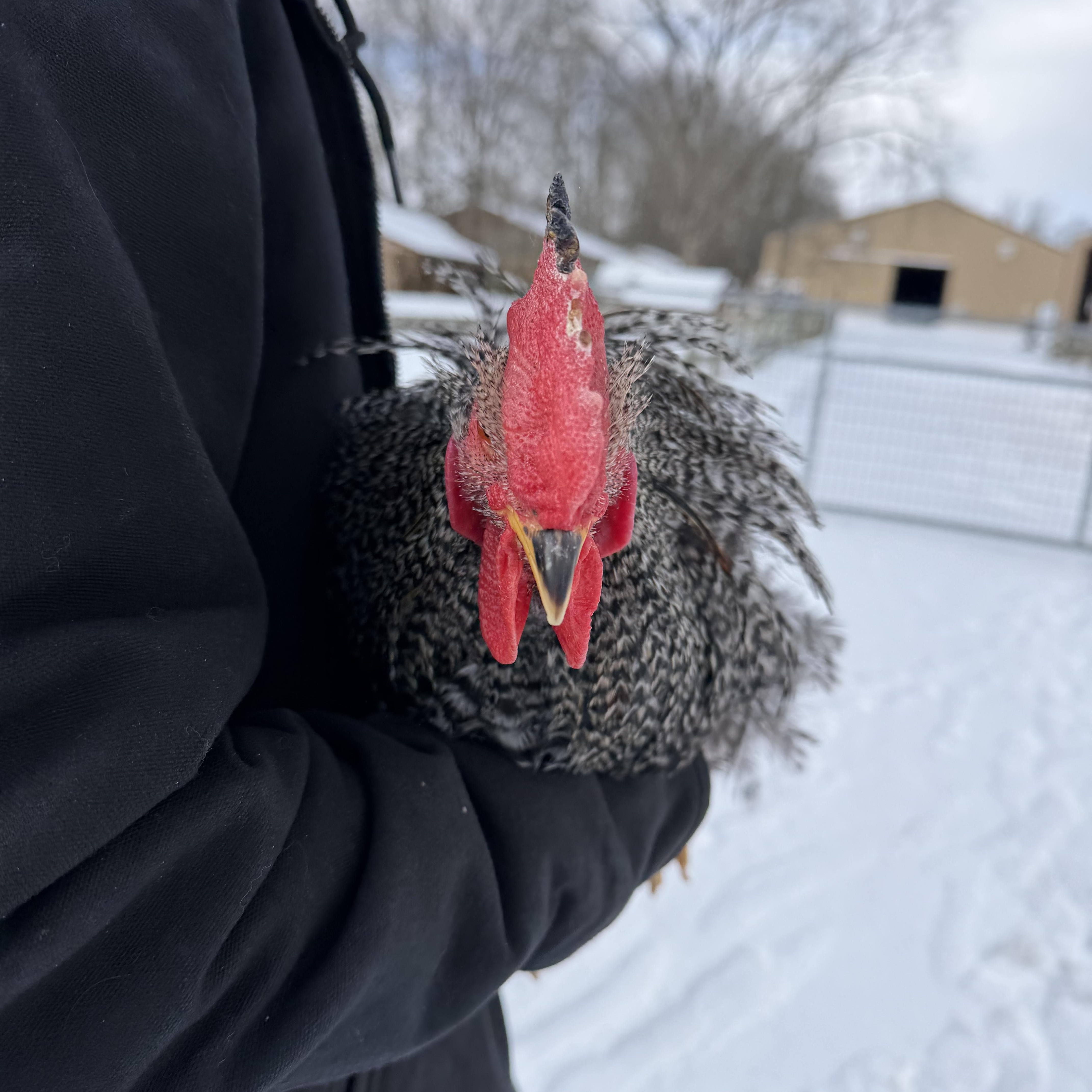 Scott Weiland, a Adoptable Chicken in Ravenna, OH image 3/3