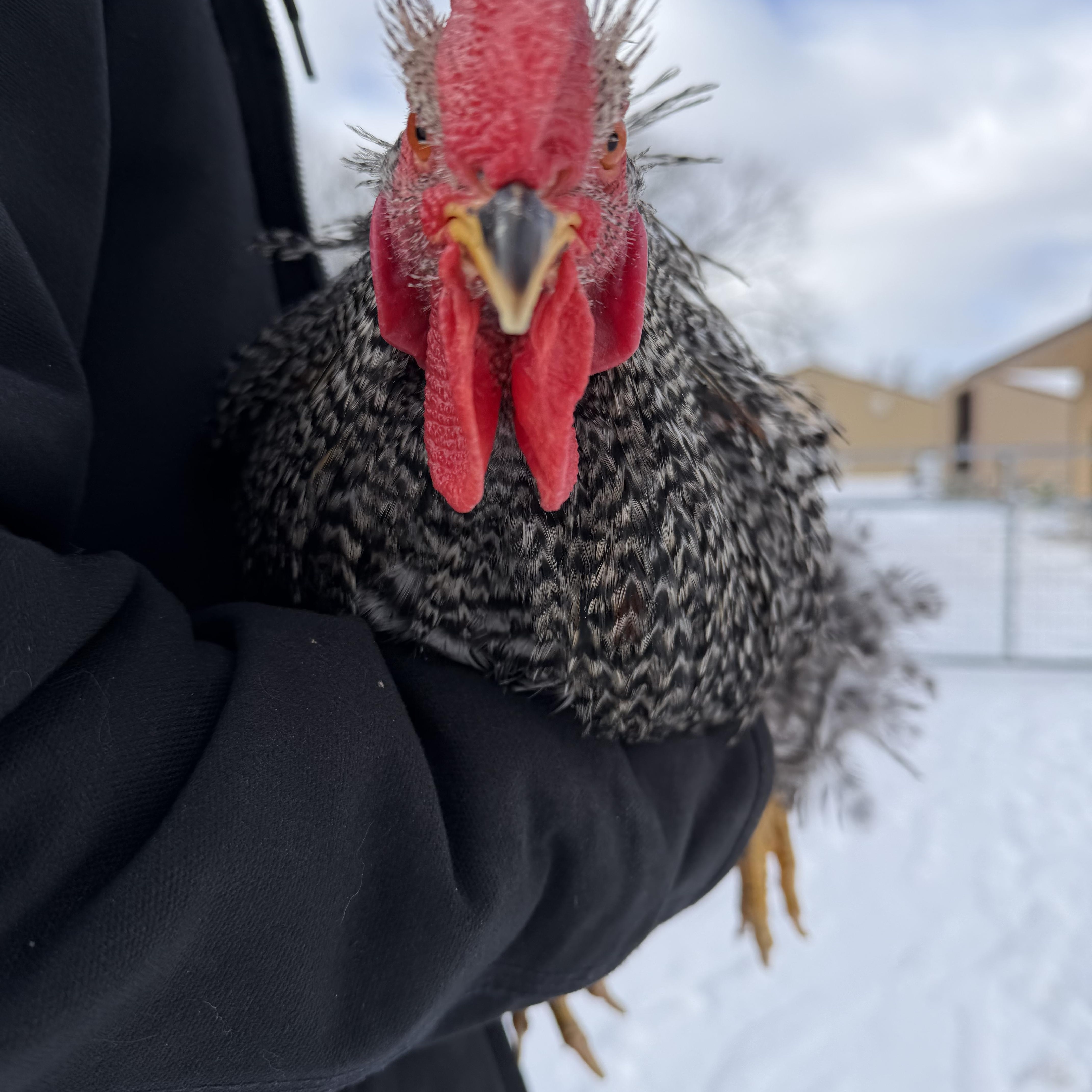 Scott Weiland, a Adoptable Chicken in Ravenna, OH image 2/3