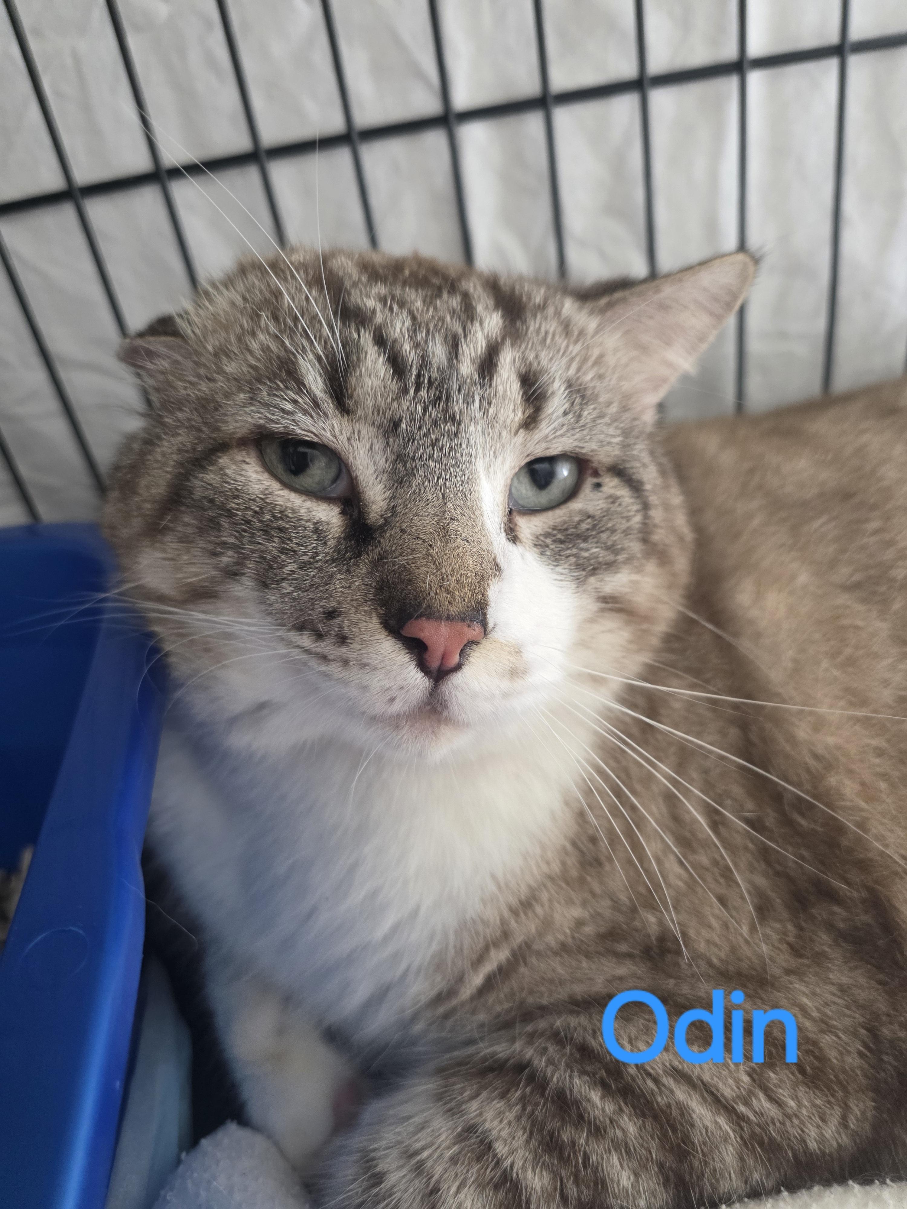 Enlarge Odin, a Adoptable Siamese in Spring Hill, FL image 1/1