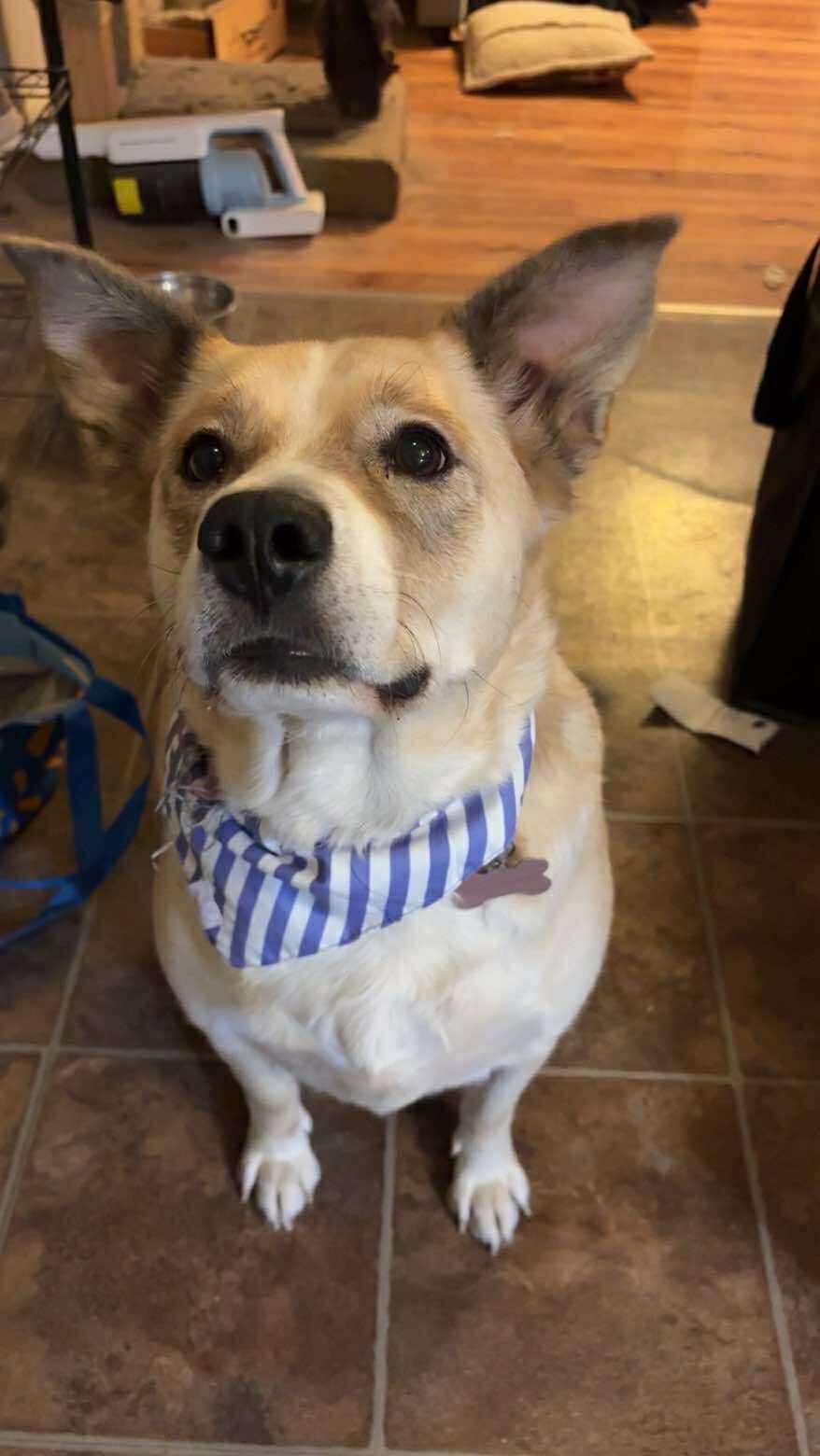 Bouncer, a Adoptable mixed breed in Edmonton, AB image 2/3