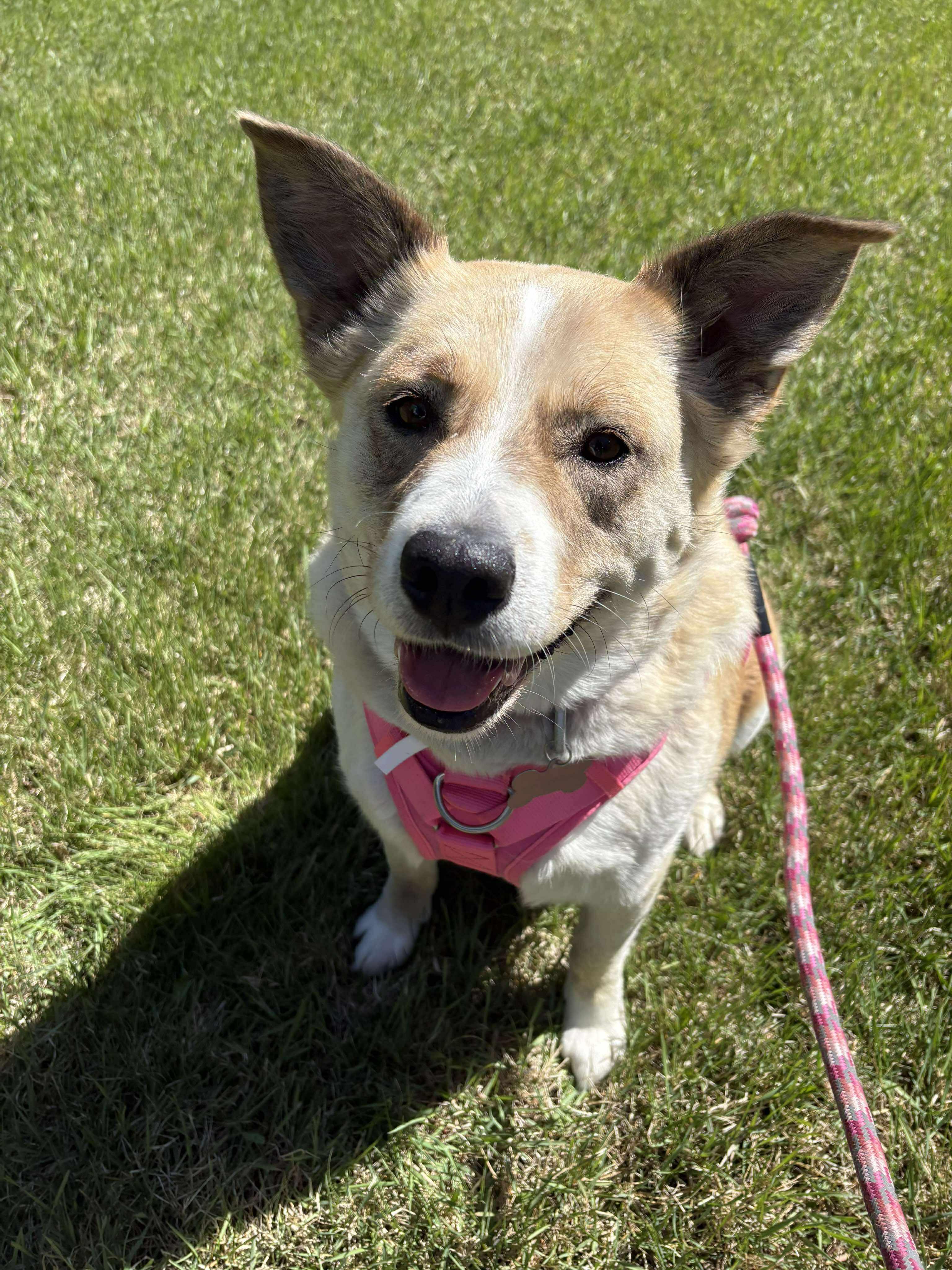 Bouncer, Adoptable, Adult Female Husky & Labrador Retriever.