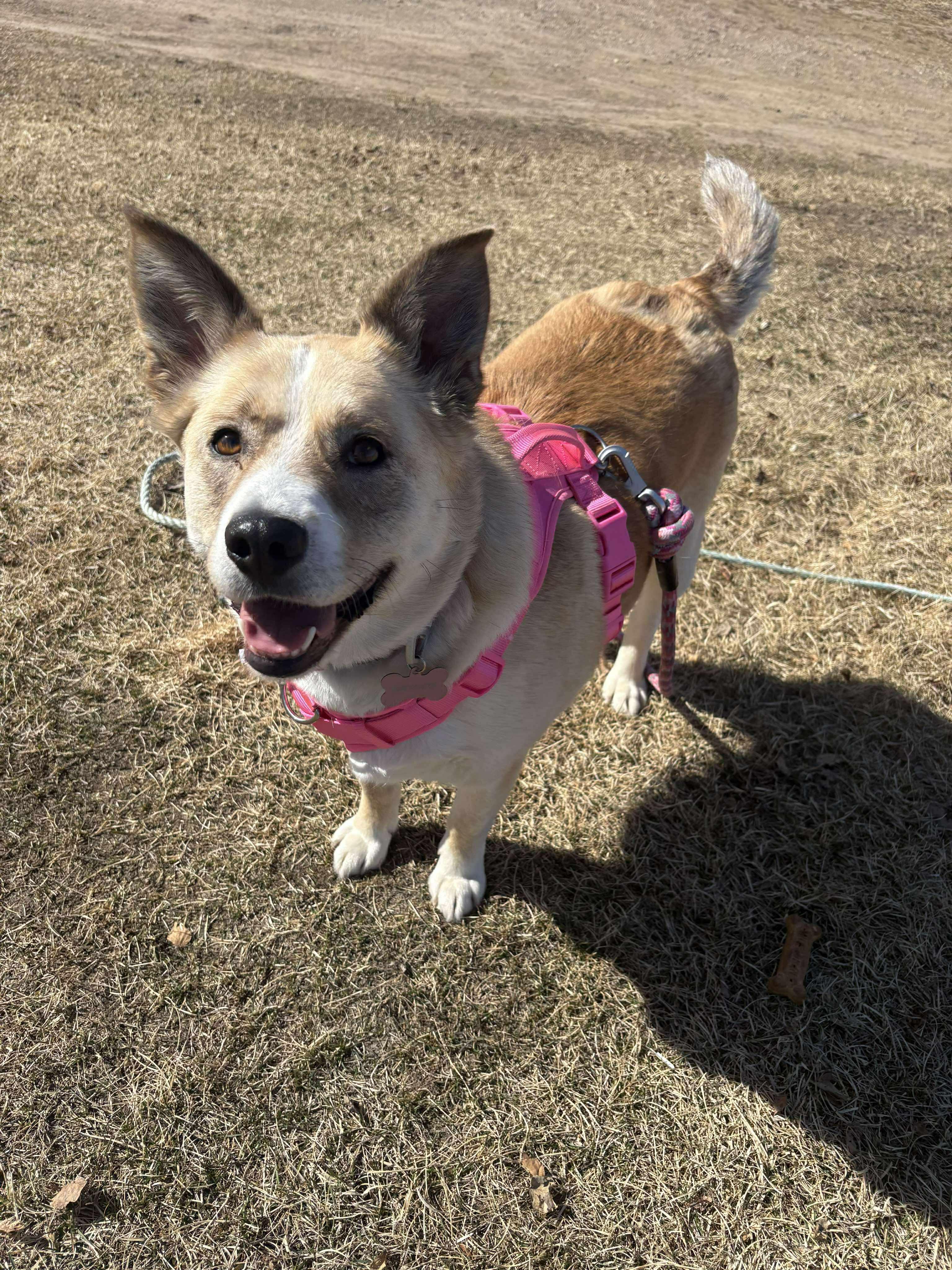 Bouncer, a Adoptable mixed breed in Edmonton, AB image 3/3