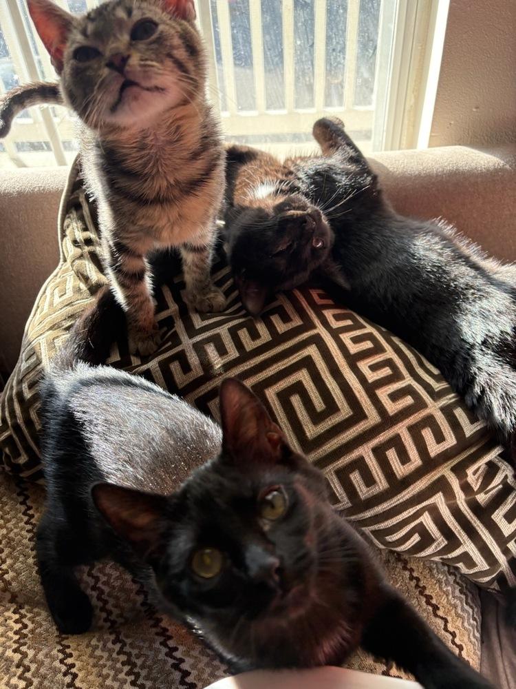 Enlarge Marco, a Adoptable Domestic Short Hair in Kinston, NC image 1/1