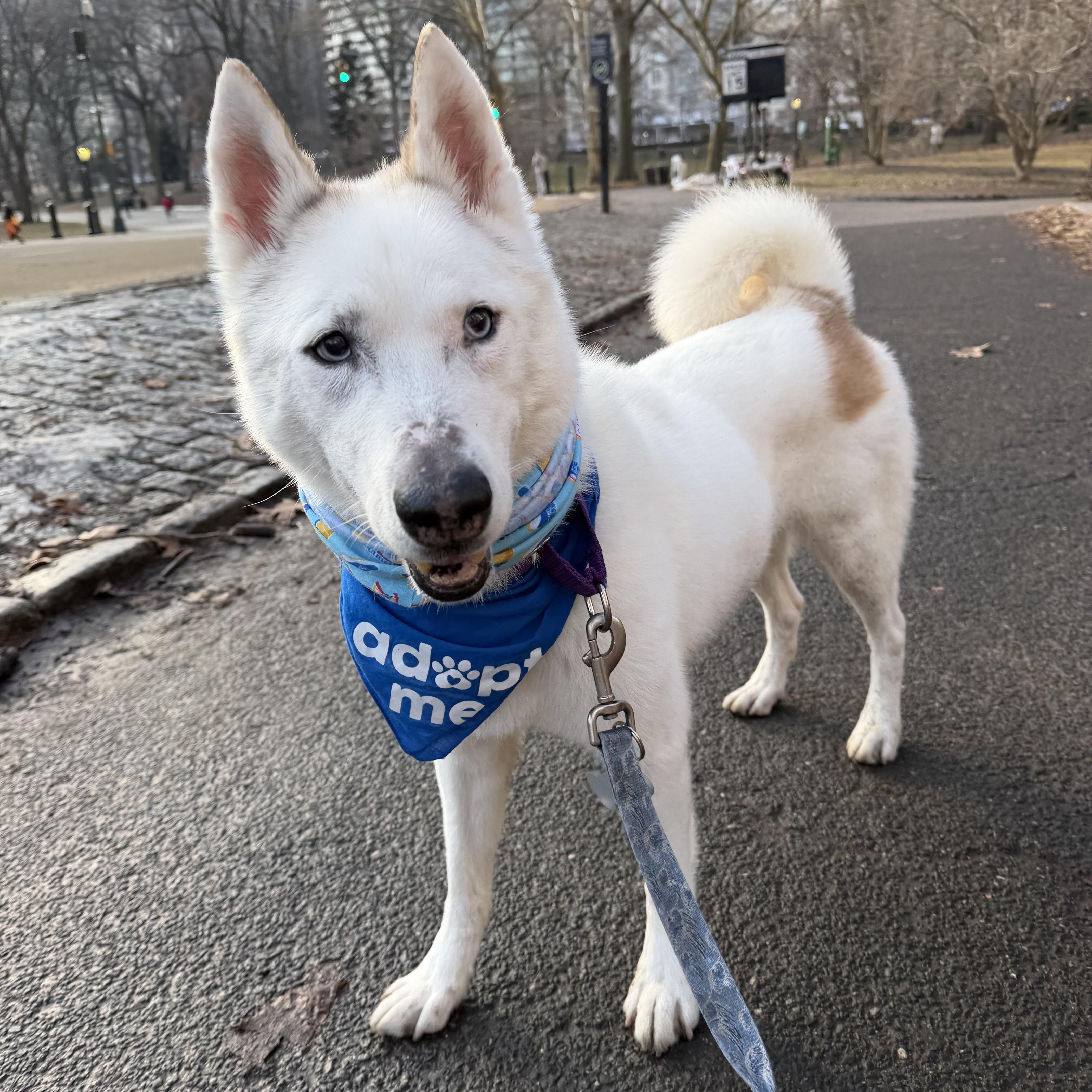 Enlarge Snow, a Adoptable Siberian Husky in Upper Black Eddy, PA image 1/5