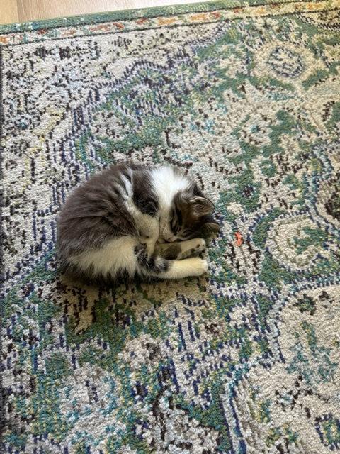 Dash, Adopted, Kitten Male Domestic Medium Hair.