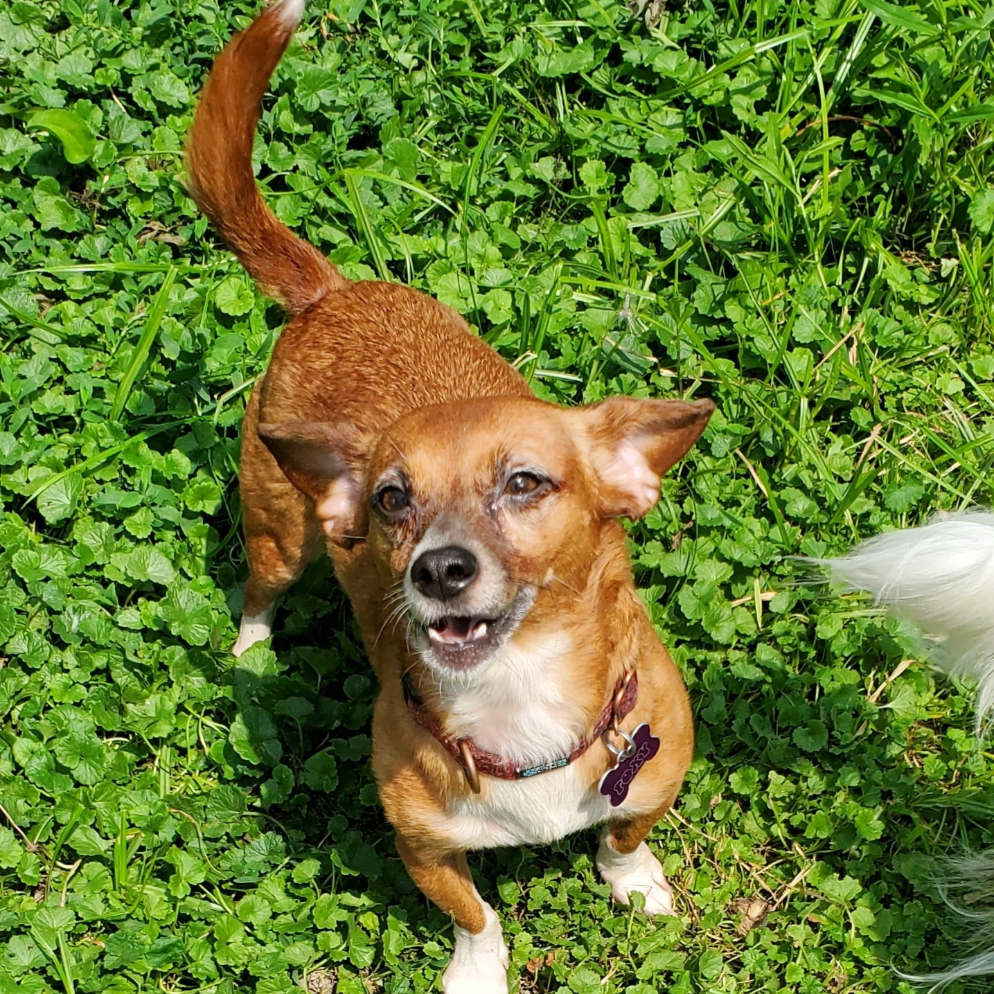 Enlarge FOXY, a Adoptable mixed breed in Marion, IN image 1/6