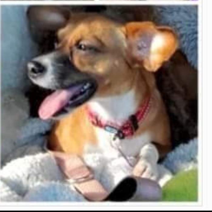 Enlarge FOXY, a Adoptable mixed breed in Marion, IN image 2/6