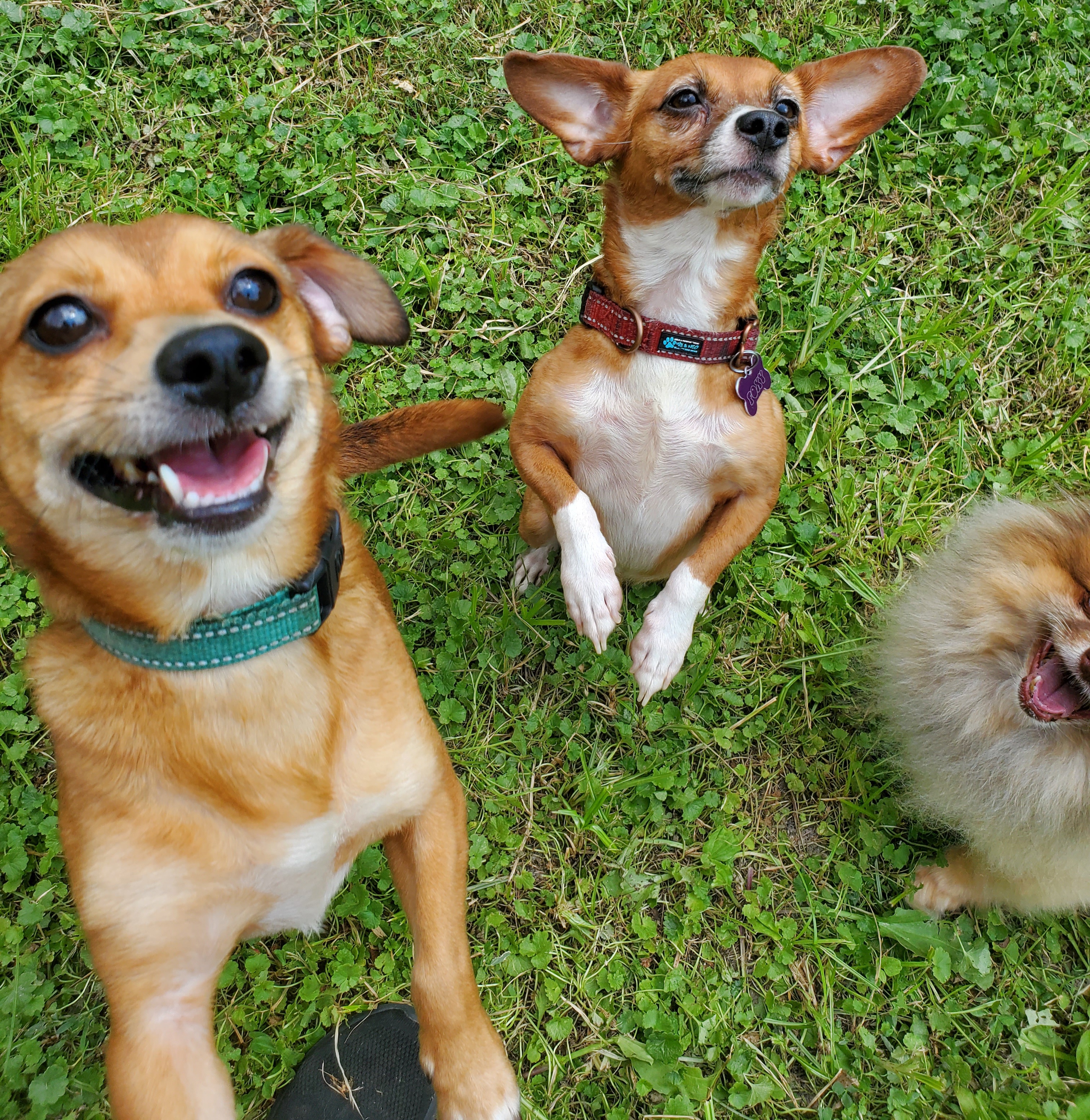 Enlarge FOXY, a Adoptable mixed breed in Marion, IN image 4/6