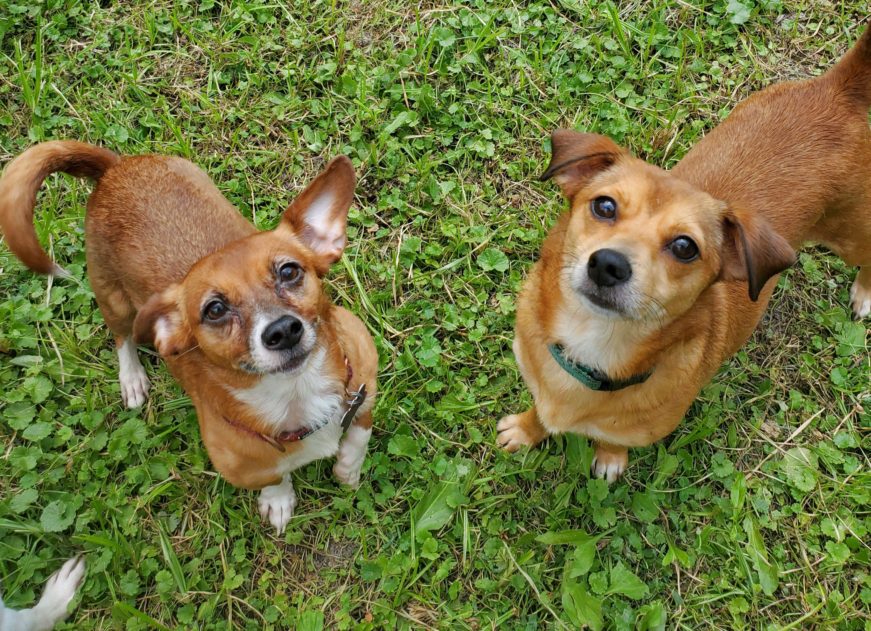 Enlarge FOXY, a Adoptable mixed breed in Marion, IN image 5/6