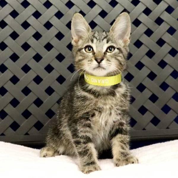 Quokka, Adoptable, Kitten Male Domestic Short Hair.