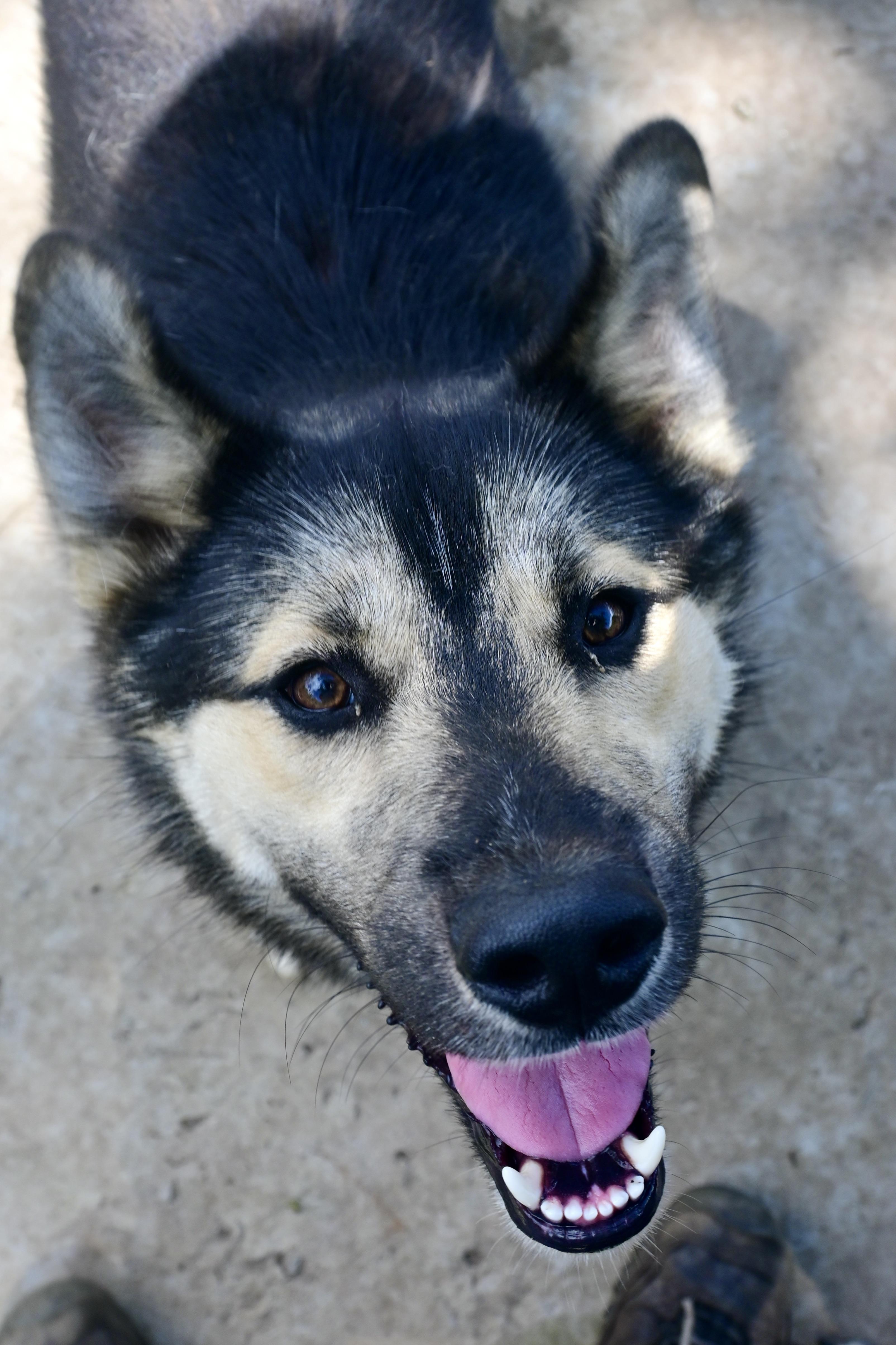 Enlarge Hudson, a Adoptable mixed breed in Tracy City , TN image 1/3