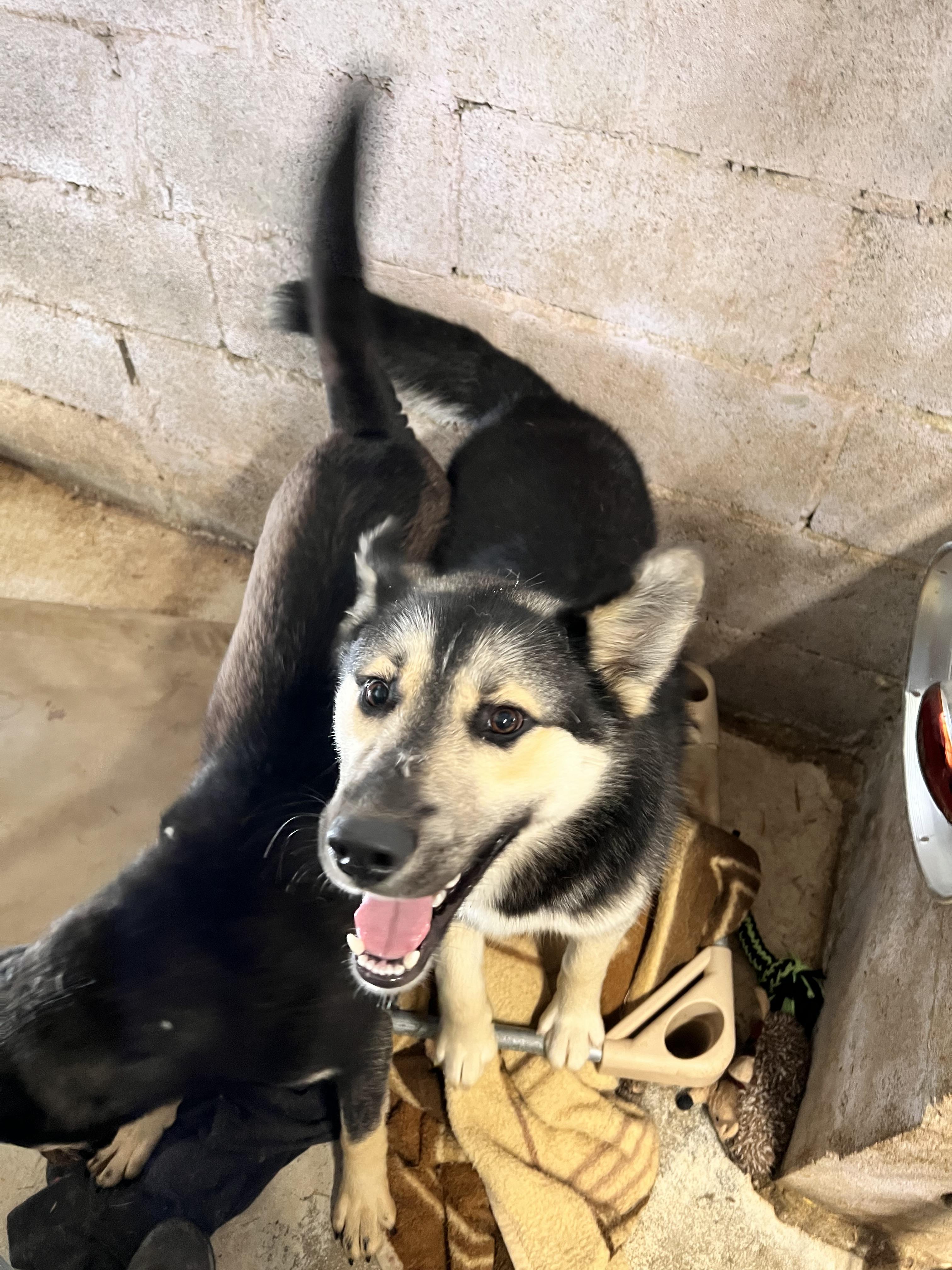 Hudson, Adoptable, Adult Male Husky & Shepherd.