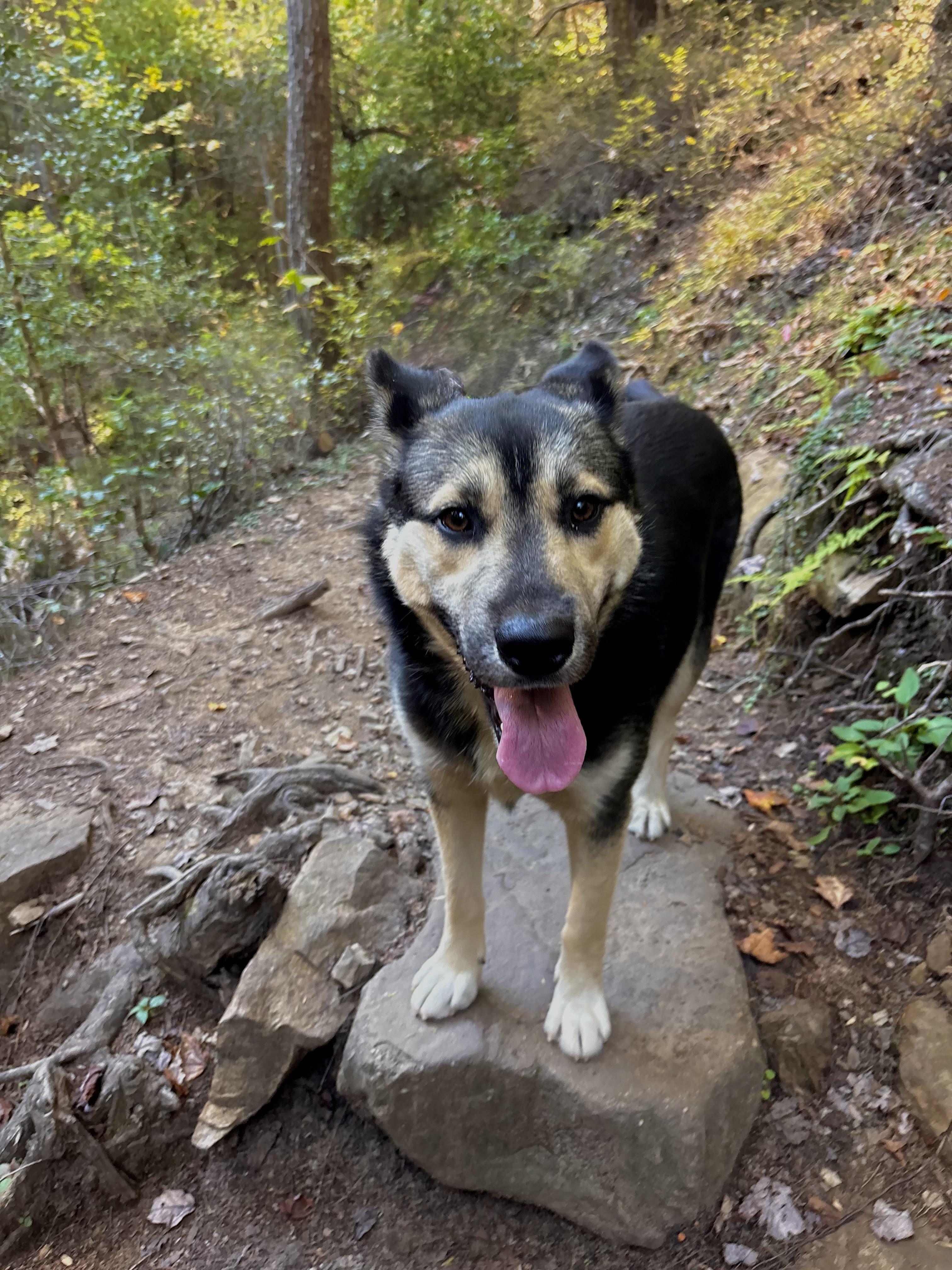 Enlarge Hudson, a Adoptable mixed breed in Tracy City , TN image 3/3