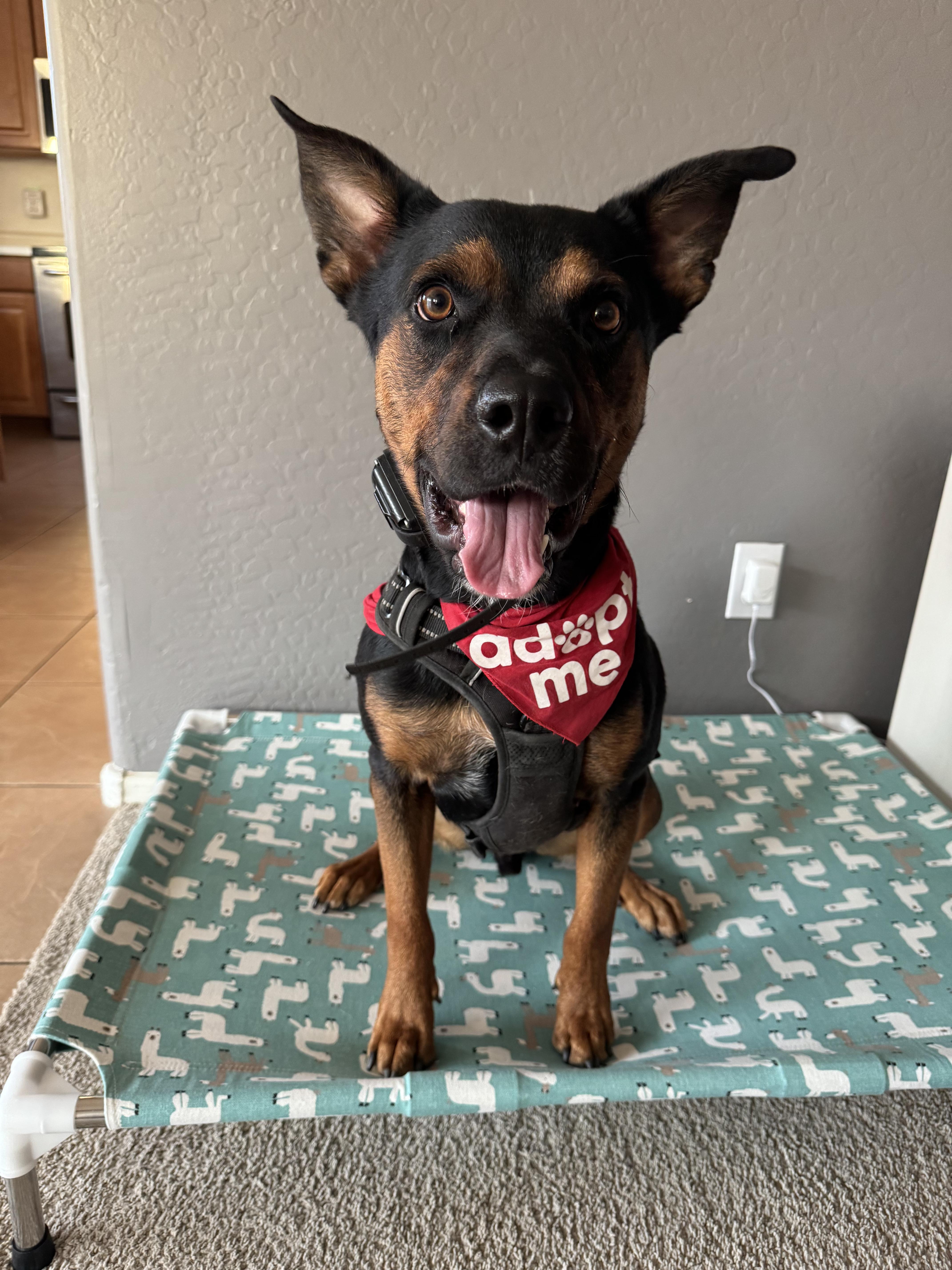 Enlarge P2 (Player Two), a Adoptable mixed breed in TUCSON, AZ image 1/1