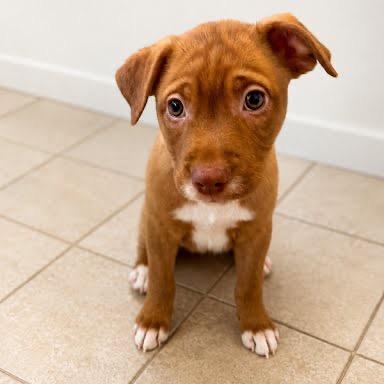 Bendix, Adoptable, Puppy Female Labrador Retriever & Mixed Breed.