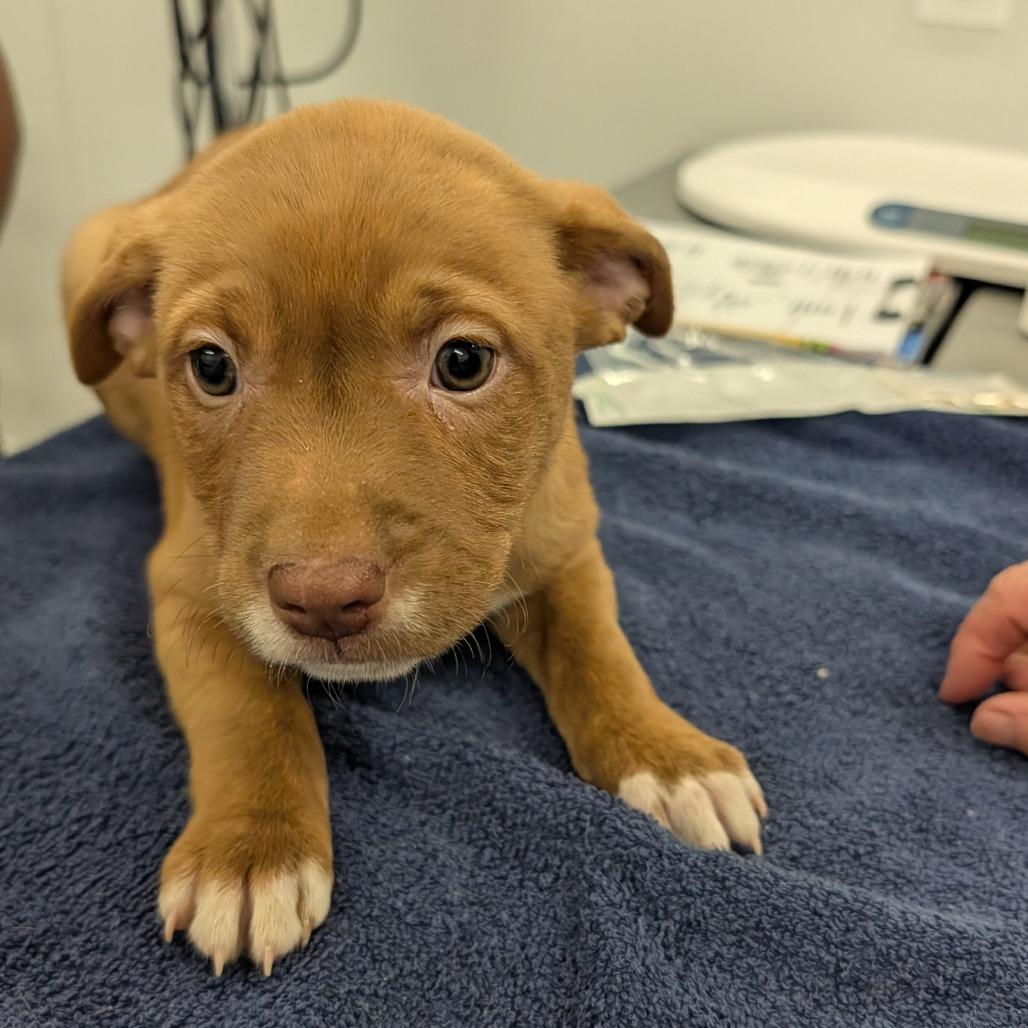 Enlarge Bendix, a Adoptable mixed breed in Winston Salem, NC image 3/3