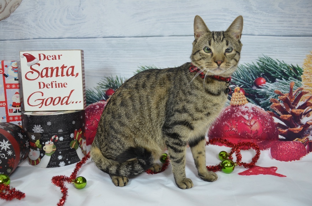 Jack , Adoptable, Young Male Domestic Short Hair.