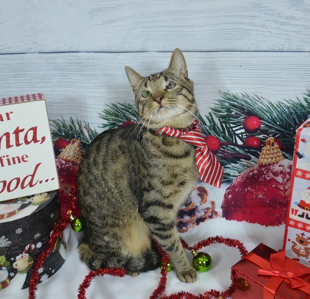 Enlarge Jack , a Adoptable Domestic Short Hair in Orangeburg, NY image 2/7