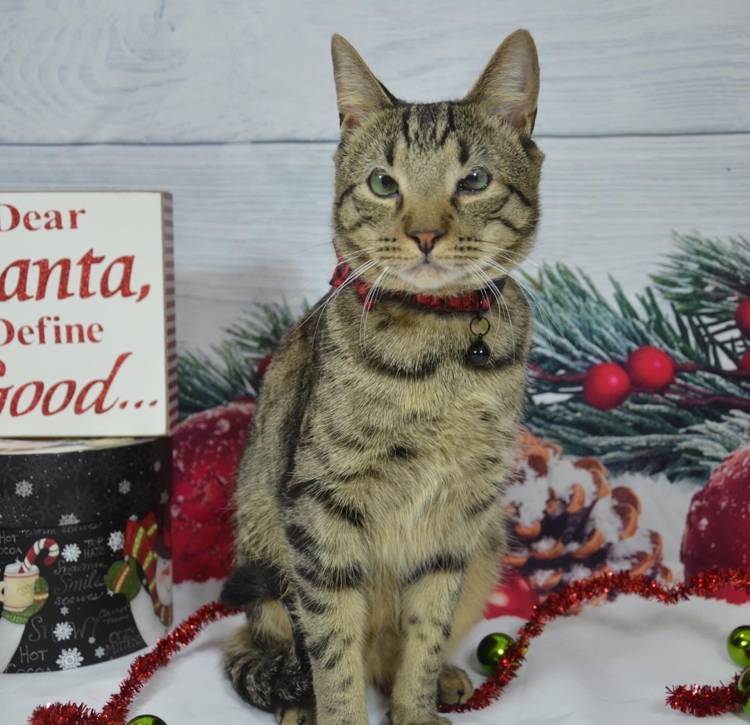 Enlarge Jack , a Adoptable Domestic Short Hair in Orangeburg, NY image 3/7