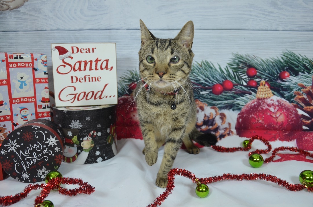 Enlarge Jack , a Adoptable Domestic Short Hair in Orangeburg, NY image 5/7