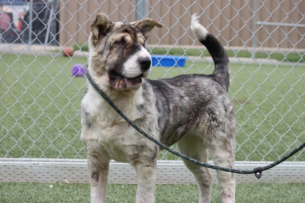 Enlarge Sadie, a Adopted mixed breed in Great Falls, MT image 1/9