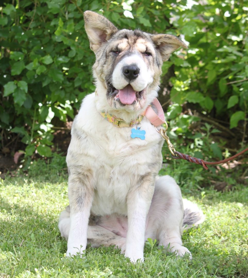 Enlarge Sadie, a Adopted mixed breed in Great Falls, MT image 2/9