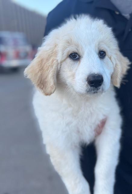 Enlarge Peggy, a ADOPTABLE mixed breed in Cushing, OK image 3/3