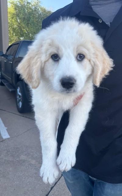 Peggy, ADOPTABLE, Puppy Female Great Pyrenees & Poodle.