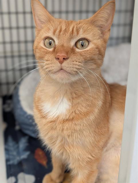 Enlarge EGGIE, a Adoptable Domestic Short Hair in Canfield, OH image 1/1