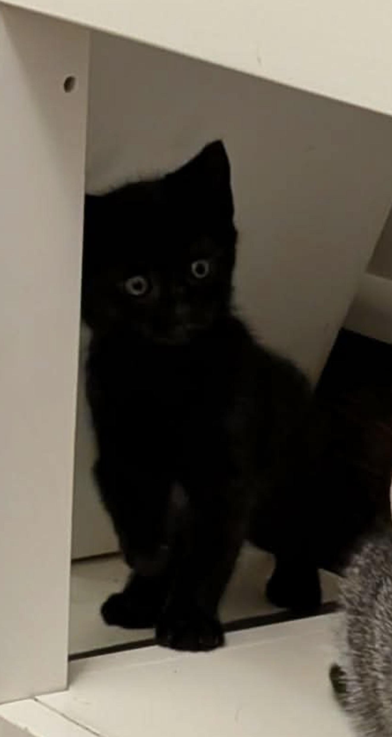 Nemo, Adopted, Young Male Domestic Short Hair.