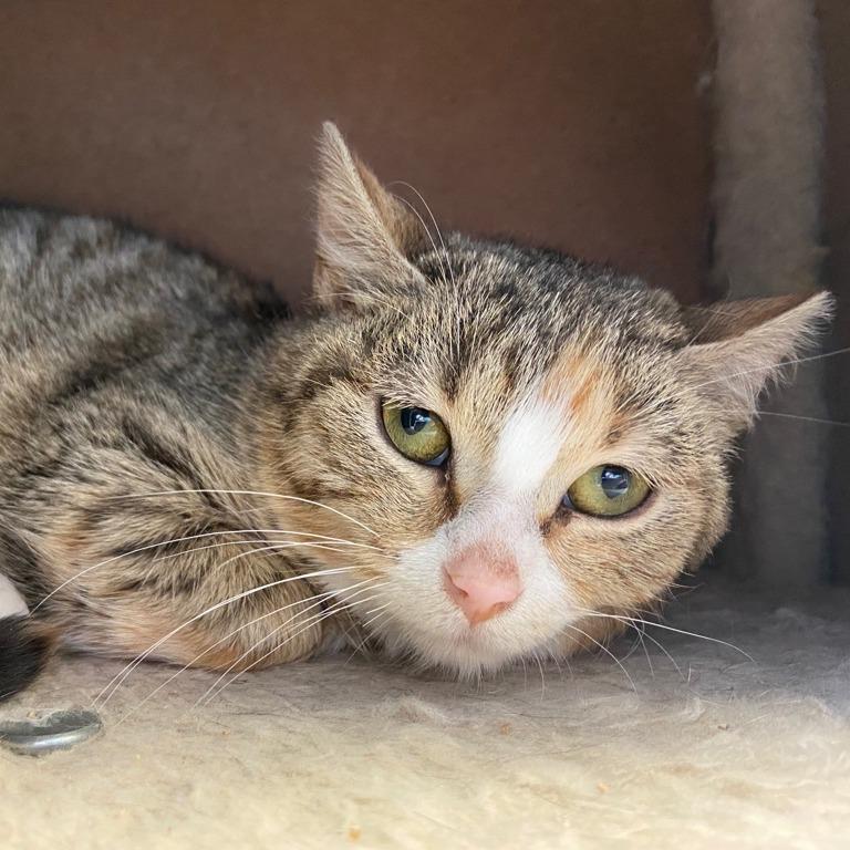 Pinky Possum, Adoptable, Adult Female Domestic Short Hair.