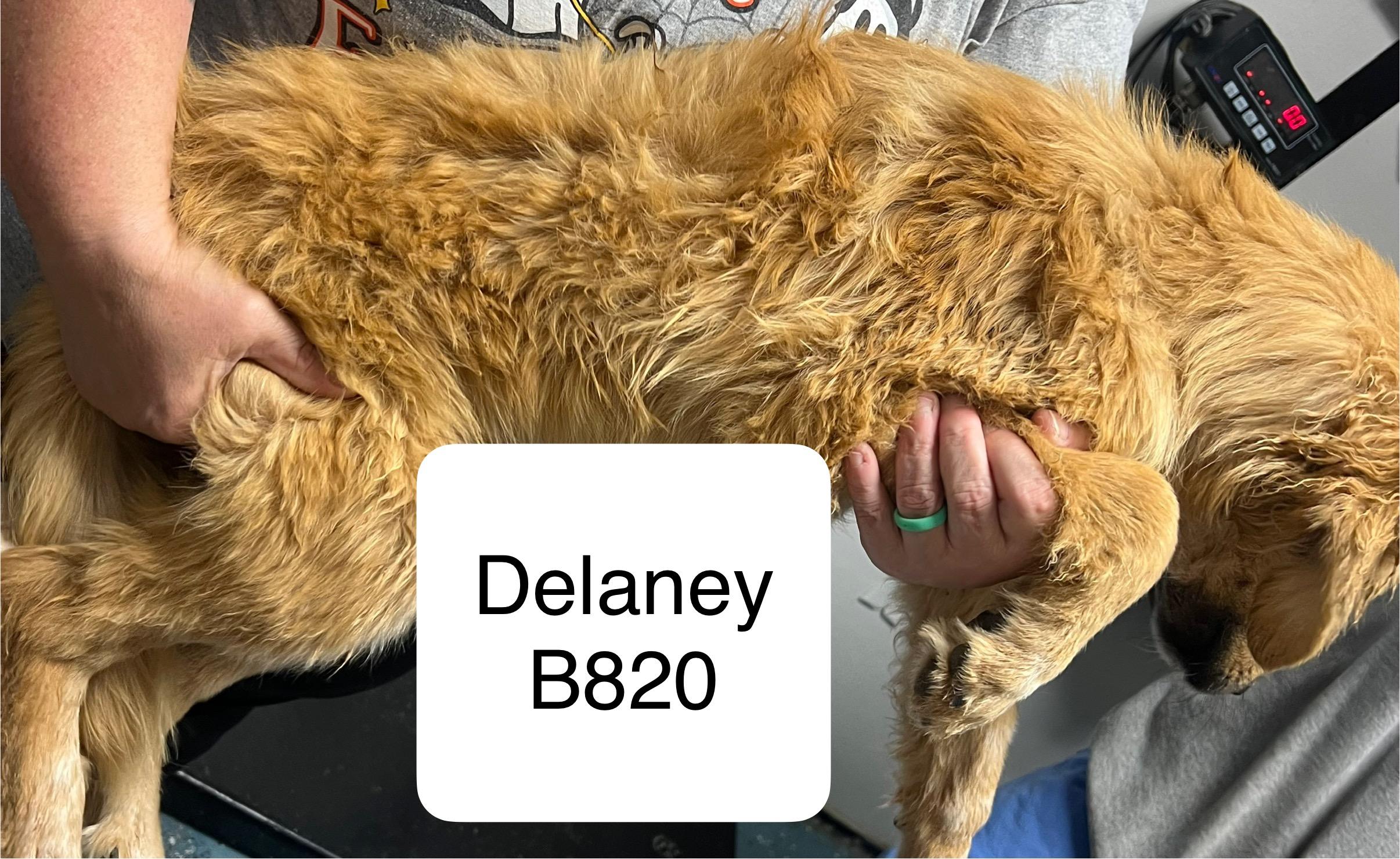 Delaney thumbnail 2