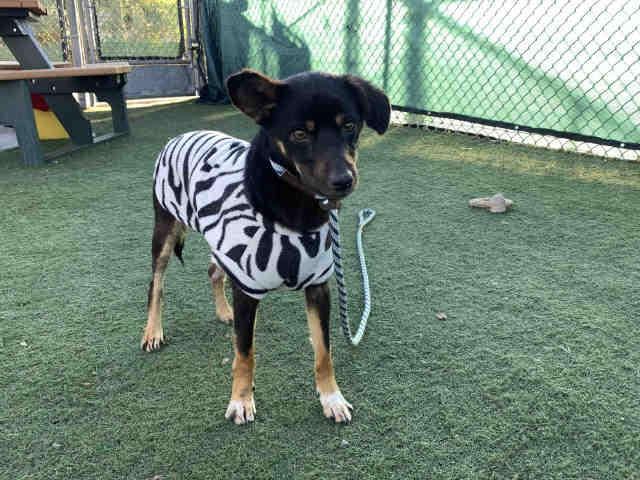 Enlarge JOEY, a Adoptable mixed breed in Carlsbad, CA image 1/1