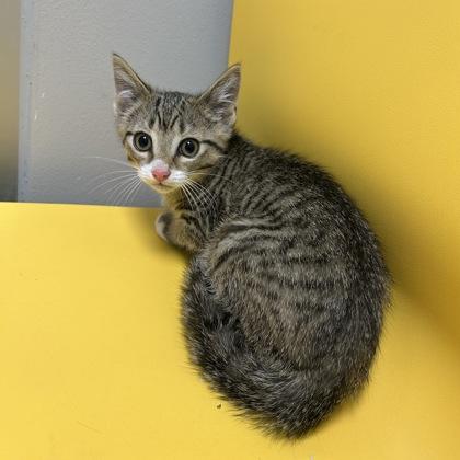 Splat, Adoptable, Kitten Male Domestic Short Hair.